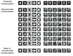 visual-image-reconstruction-from-fmri