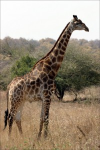 giraffe-1